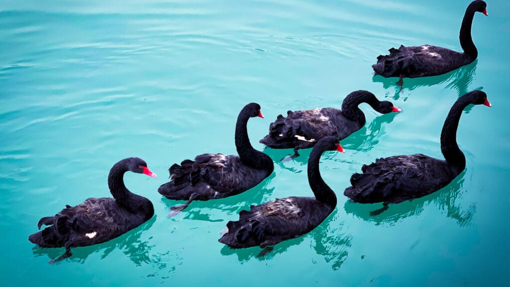 flexe black swan web resources 3000x1690